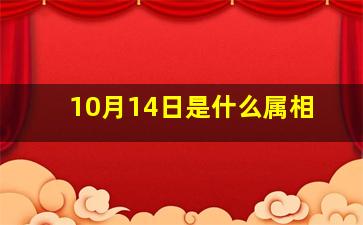 10月14日是什么属相