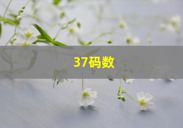 37码数