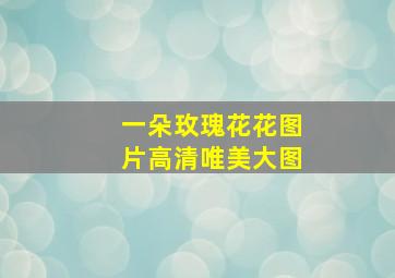 一朵玫瑰花花图片高清唯美大图