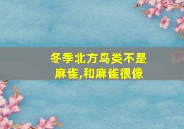 冬季北方鸟类不是麻雀,和麻雀很像