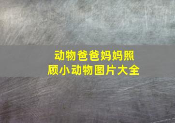 动物爸爸妈妈照顾小动物图片大全