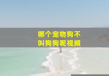 哪个宠物狗不叫狗狗呢视频