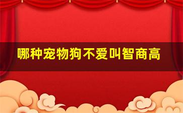 哪种宠物狗不爱叫智商高