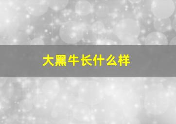 大黑牛长什么样