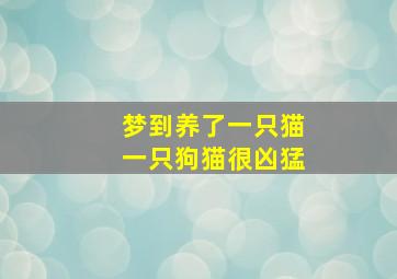 梦到养了一只猫一只狗猫很凶猛