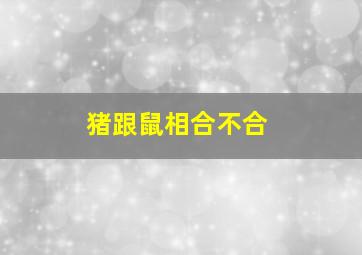 猪跟鼠相合不合