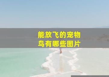 能放飞的宠物鸟有哪些图片