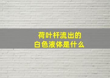 荷叶杆流出的白色液体是什么