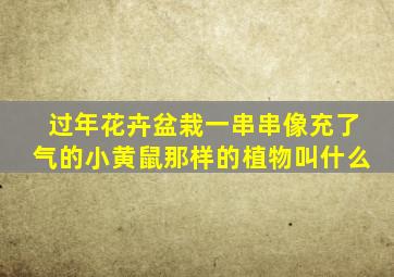 过年花卉盆栽一串串像充了气的小黄鼠那样的植物叫什么